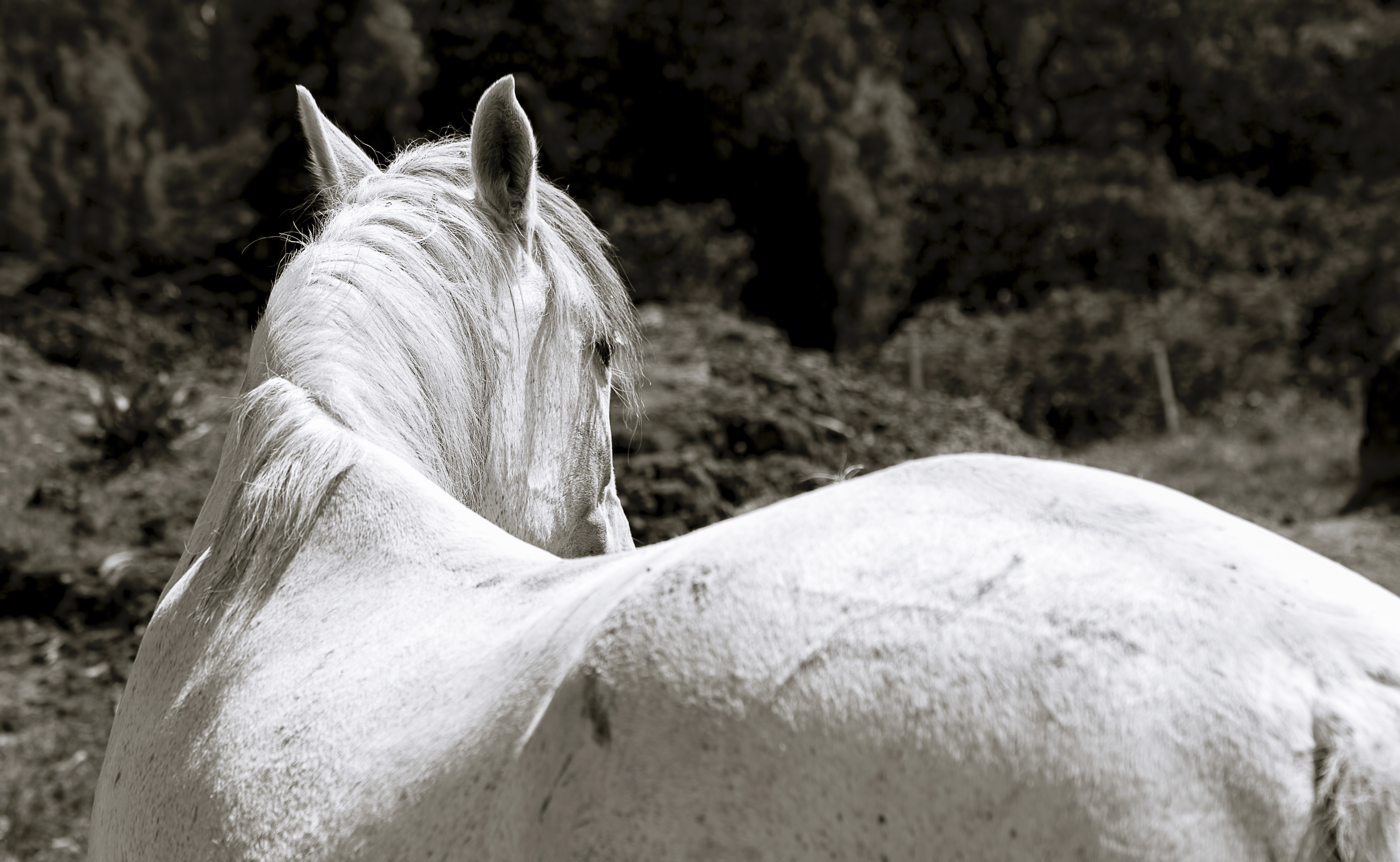 A+white+mare+looking+at+you lightened.jpg